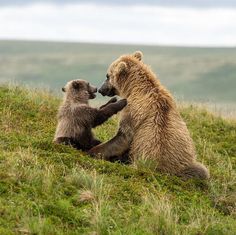 two brown bears playing with each other on a grassy hill in front of some hills