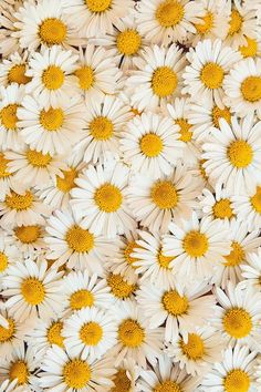 many white and yellow daisies are arranged together