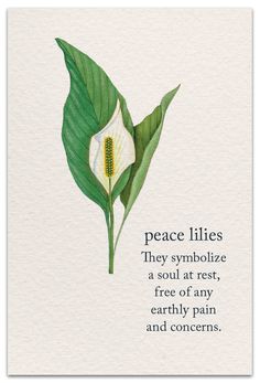 Lily Symbolism Meaning, Peace Lily Meaning, Flowers With Meaning Messages, Lily Quotes Flowers Words, Peace Lily Tattoo, Lily Symbolism, Condolences Flowers, Flowers With Meaning, Flowers Meanings