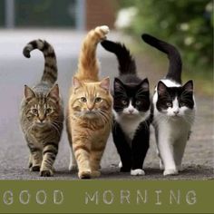 four cats walking down the street with good morning written on it's back side