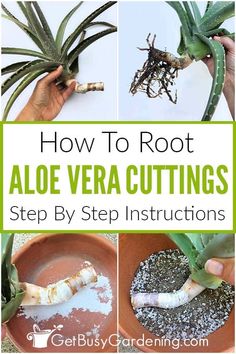 how to root an aloe vera cuttings step by step instructions for beginners