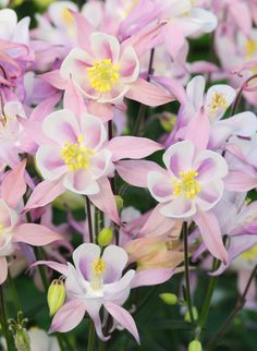 pink and white flowers with yellow stamens in the center are blooming together