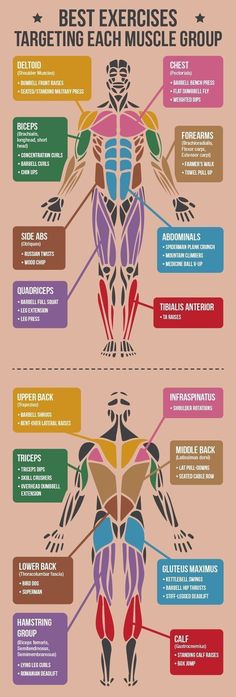 an info poster showing the different muscles and their functions in order to help you learn how to