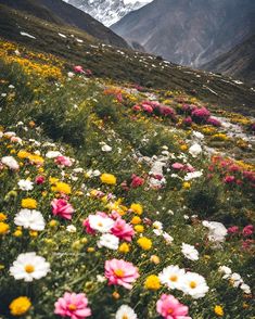 wildflowers blooming on the side of a mountain with snow capped mountains in the background