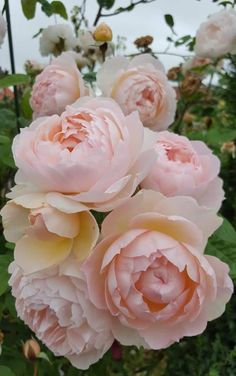 pink flowers are blooming in the garden