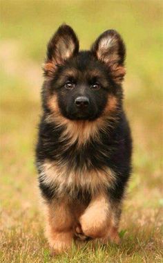 a small dog is standing in the grass and looking at the camera with an alert look on its face