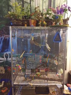 a bird cage filled with lots of birds