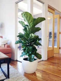 a large potted plant sitting on top of a wooden floor next to a door