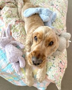 a brown dog laying on top of a bed next to stuffed animals