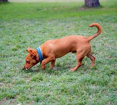 a brown dog with a blue collar is walking in the grass and looking for something to eat