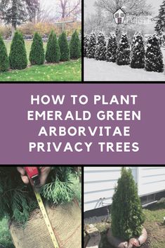 how to plant emerald green arbor vitae privacy trees in the winter or fall, with text overlay reading how to plant emerald green arborivate privacy trees