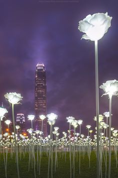 many white flowers are in the grass near some tall buildings at night with lights shining on them