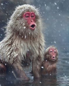 two monkeys in the water with snow falling on them and one monkey looking at the camera