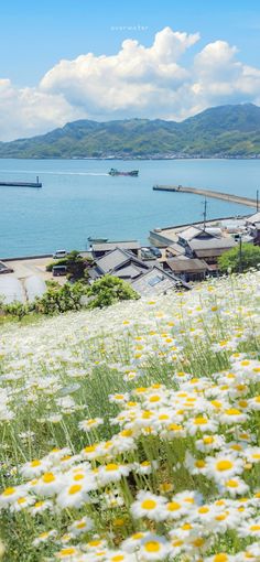 daisies in the foreground with boats and mountains in the background