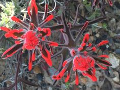 some red flowers are growing in the dirt