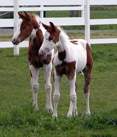 two horses standing next to each other on a lush green field with white fence in the background