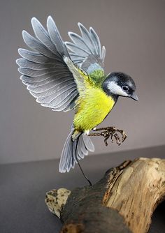 a bird with wings spread sitting on top of a piece of driftwood next to a tree branch