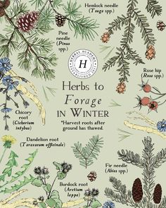 an illustrated guide to the herbs and plants in winter, including pine cones, firs,