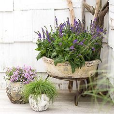 two potted plants sitting next to each other on top of a wooden floor in front of a white building