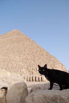 a black cat standing on top of a rock next to a large pyramid in the desert