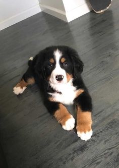 a black and brown dog laying on top of a hard wood floor