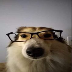 a dog with glasses on it's head