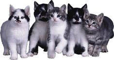 five kittens are standing in a row and one is looking at the camera with blue eyes