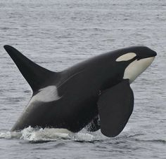 an orca jumping out of the water