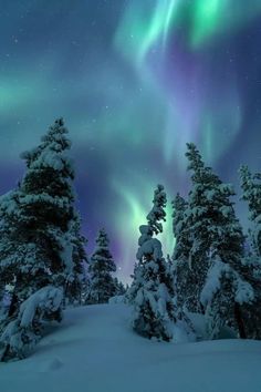 the northern lights shine brightly over snow covered trees