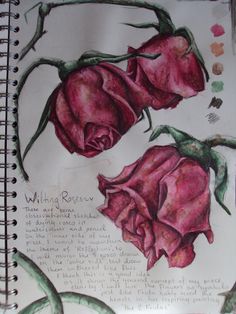 a drawing of two pink roses sitting on top of a piece of paper