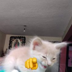 a white cat is playing with a yellow toy