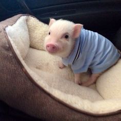 a small pig wearing a blue shirt sitting in a dog bed