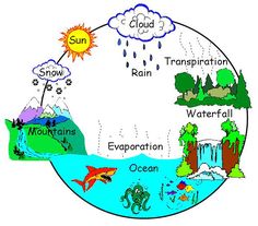 the water cycle is shown with different types of animals and plants in it's center