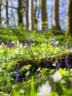 purple and white flowers are growing in the grass next to a fallen tree trunk on a sunny day