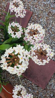 some white flowers are in a pot on the ground