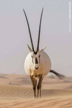 an antelope walking in the desert with its long curved horns sticking out from it's back