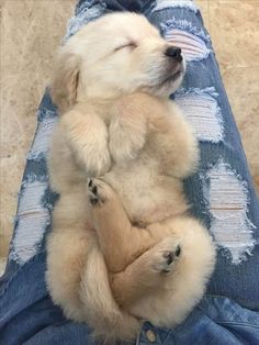 two puppies are sleeping on their back legs in the lap of someone's jeans