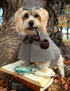 a dog with a pipe in its mouth sitting on top of a book