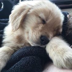 a dog sleeping on top of a blanket next to a stuffed animal