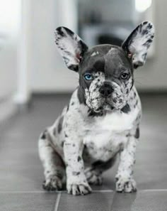 a small black and white dog sitting on top of a tile floor