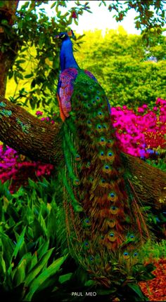 a peacock standing on top of a lush green forest filled with pink and purple flowers