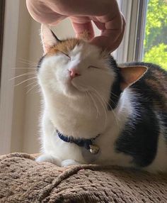 a cat that is laying down with its head on someone's hand and eyes closed