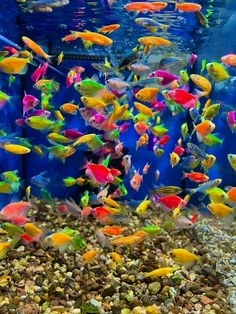 an aquarium filled with lots of colorful fish