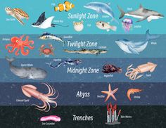 the different types of sea animals and their names