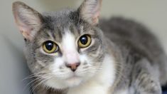 a grey and white cat sitting on top of a bed next to a wall with yellow eyes