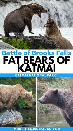 🐻🐟The world loves the Fat Bears of Katmai National Park, with Fat Bear Week bringing millions of people together to watch these Alaska bears chow down before a long winter's nap.   However, there is more than just one week to enjoy these beautiful creatures. From the sleepy time of torpor to spring cubs to summer feasts and then fall final brackets, you'll learn more about bears in once article than you ever thought possible! Sequoia National Park California, Alaska National Parks, Glacier Bay National Park, Channel Islands National Park, Sleepy Time, Badlands National Park, National Park Photos, Capitol Reef National Park