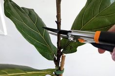 someone is cutting the leaves off of a plant with scissors on it's stems