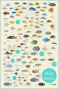 the tropical fish poster is shown in blue, white and orange colors with different types of fish