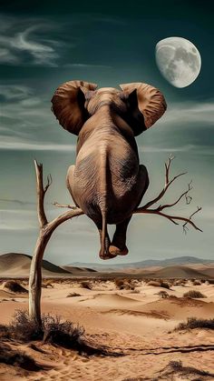 an elephant hanging from a tree branch with the moon in the sky above it and sand dunes below