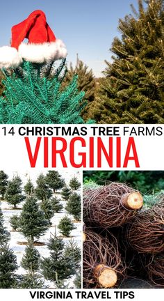 christmas tree farms in virginia with text overlay